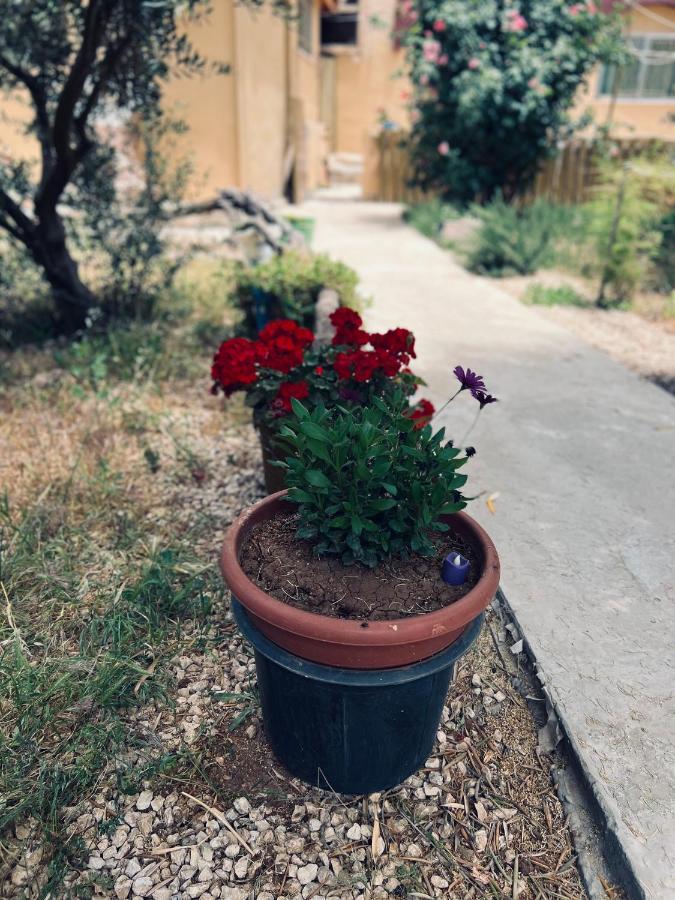 Ibn Khaldoon * Madaba
